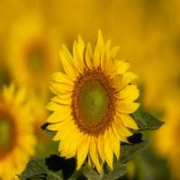 live_1670230274_sunflower_Oil.jpg